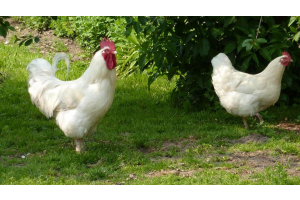 wenselijk Onnodig klein Vleesrassen kippen, wat zijn het en welke rassen zijn er? - Kippenhuis.nl