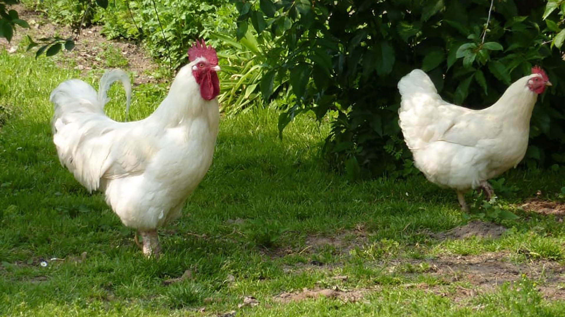 lekken mesh jukbeen Vleesrassen kippen, wat zijn het en welke rassen zijn er? - Kippenhuis.nl
