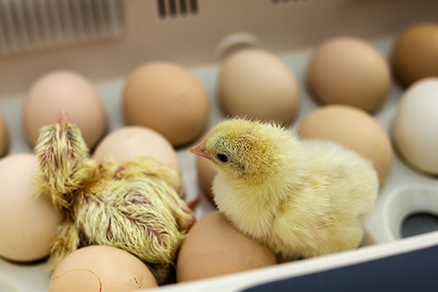 Kippeneieren uitbroeden? Een aantal tips om je op weg