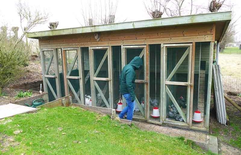 Cochinkrielen Uit Zoetermeer Op Bezoek Bij Moniek