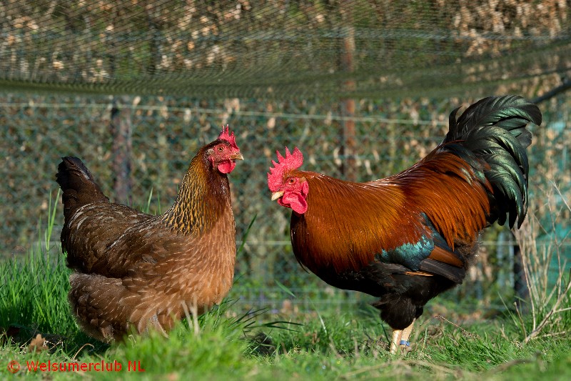 verbergen Mevrouw koppel Het Welsumer kippenras: Donkerbruine Spikkeleieren!