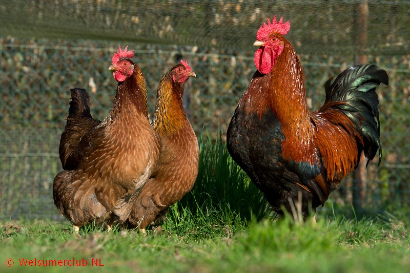 Geheim draadloos Naar behoren Het Welsumer kippenras: Donkerbruine Spikkeleieren!